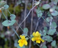 Erythranthe glaucescens