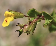 Erythranthe nasuta