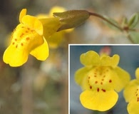 Erythranthe nudata