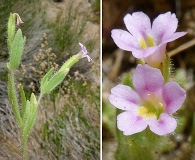 Erythranthe parishii