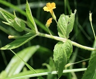 Erythranthe ptilota