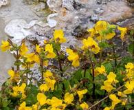 Erythranthe thermalis