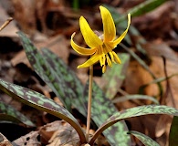 Erythronium americanum