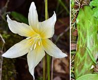 Erythronium californicum