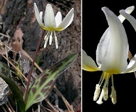 Erythronium citrinum