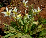 Erythronium multiscapideum