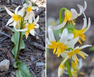 Erythronium purpurascens