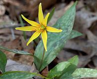 Erythronium rostratum