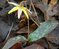 Erythronium umbilicatum