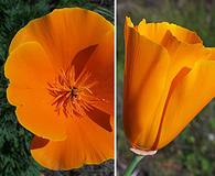 Eschscholzia californica