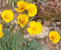 Eschscholzia glyptosperma