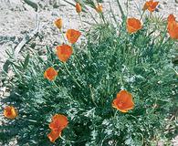 Eschscholzia lemmonii