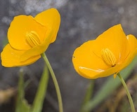 Eschscholzia lobbii