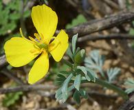 Eschscholzia minutiflora