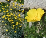 Eschscholzia parishii