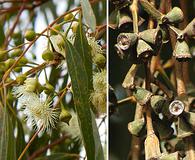 Eucalyptus camaldulensis