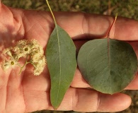 Eucalyptus polyanthemos