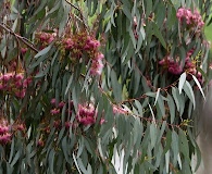 Eucalyptus sideroxylon