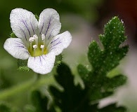 Eucrypta chrysanthemifolia