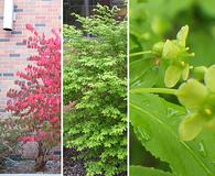 Euonymus alatus