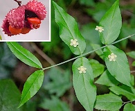 Euonymus americanus