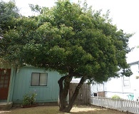 Euonymus japonicus