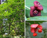 Euonymus occidentalis