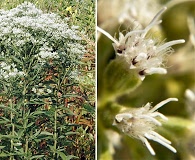 Eupatorium altissimum