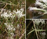 Eupatorium leptophyllum