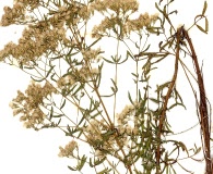 Eupatorium linearifolium