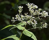 Eupatorium sessilifolium