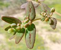 Euphorbia abramsiana