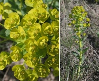 Euphorbia agraria