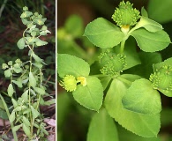 Euphorbia alta