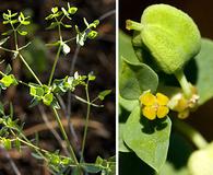 Euphorbia chamaesula