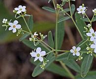 Euphorbia corollata