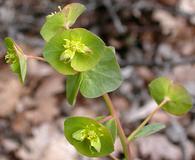 Euphorbia crenulata