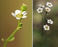 Euphorbia discoidalis