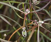 Euphorbia eriantha