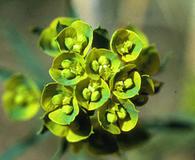 Euphorbia esula