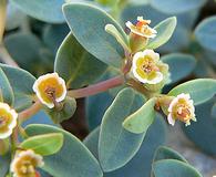 Euphorbia fendleri