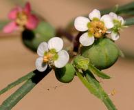 Euphorbia florida