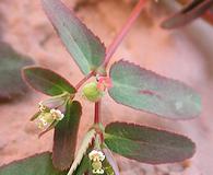 Euphorbia hyssopifolia