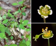 Euphorbia mercurialina