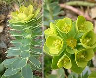 Euphorbia myrsinites