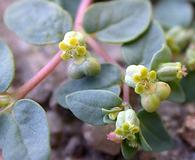 Euphorbia ocellata