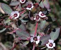 Euphorbia pediculifera