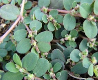 Euphorbia prostrata