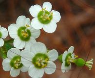 Euphorbia pubentissima