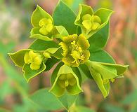 Euphorbia schizoloba